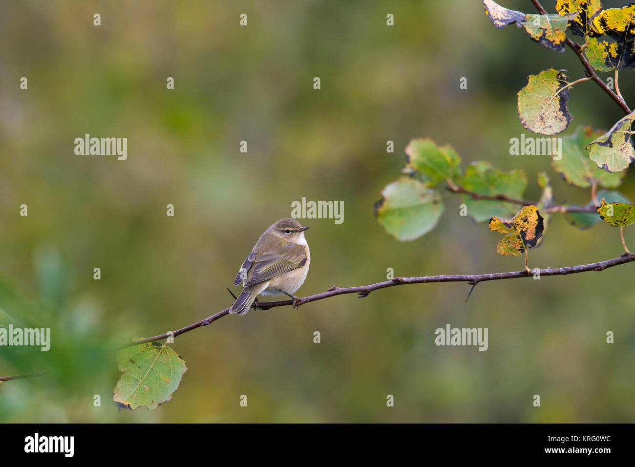 Siberian chiffchaff (Phylloscopus collybita tristis / Phylloscopus tristis) perched in tree in autumn, Sweden Stock Photo