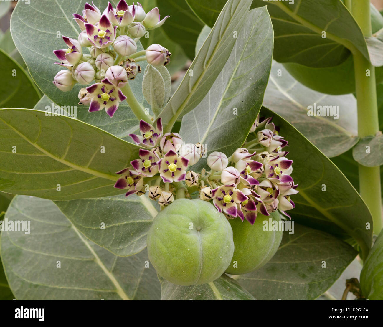 Apple Of Sodom High Resolution Stock Photography and Images Alamy