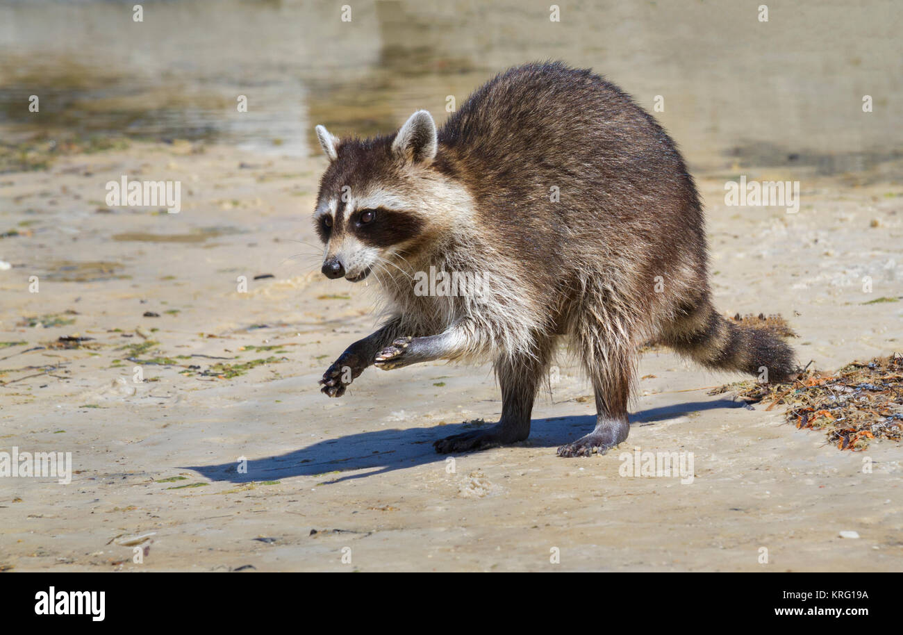 Young Raccoon On Sand Beach Of Florida Stock Photo