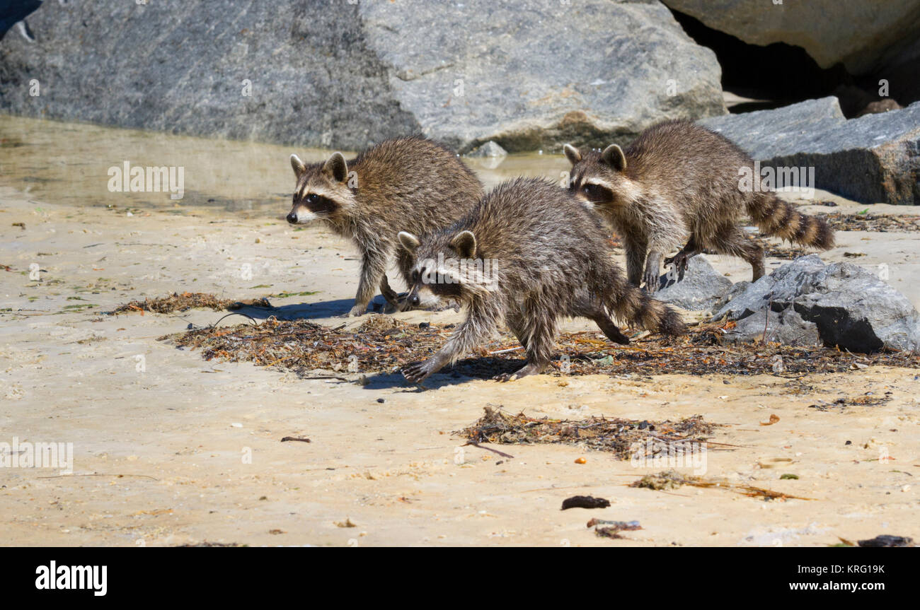 Three Running Young Raccoons On Florida Beach Stock Photo
