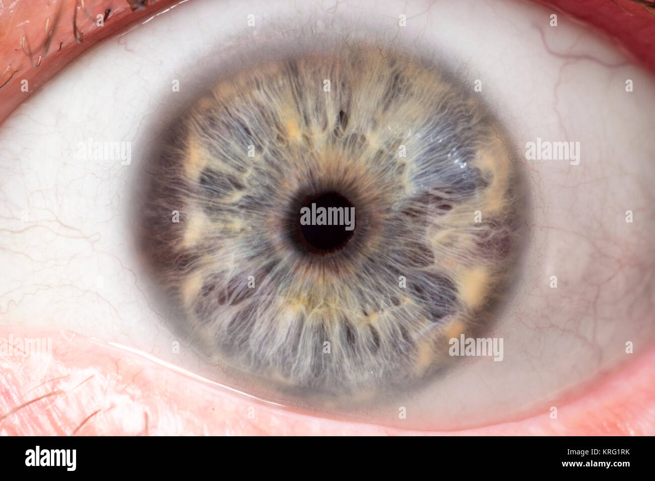 Macro photo of human eye, iris, pupil, eye lashes, eye lids. Stock Photo