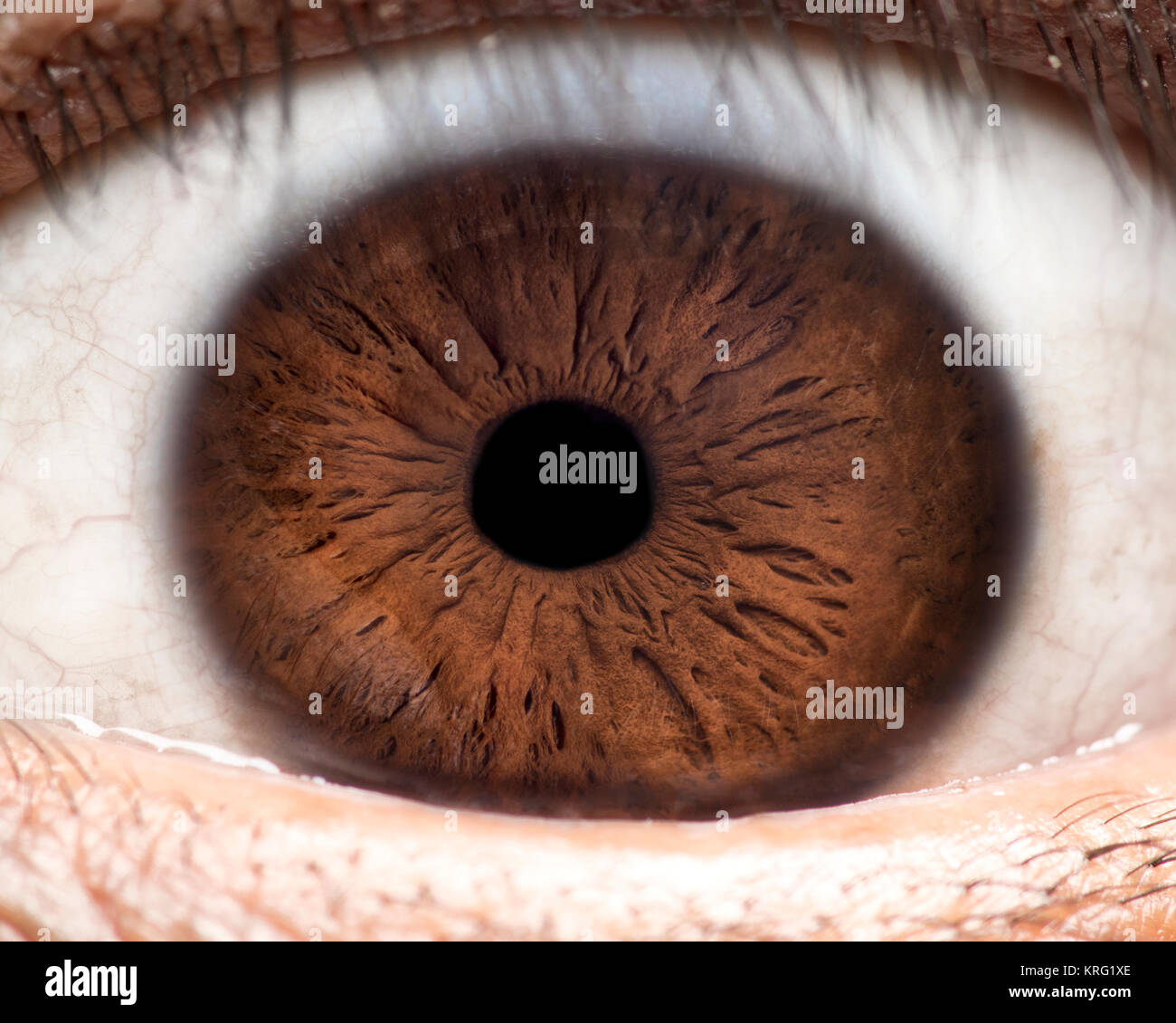 Macro photo of human eye, iris, pupil, eye lashes, eye lids Stock Photo