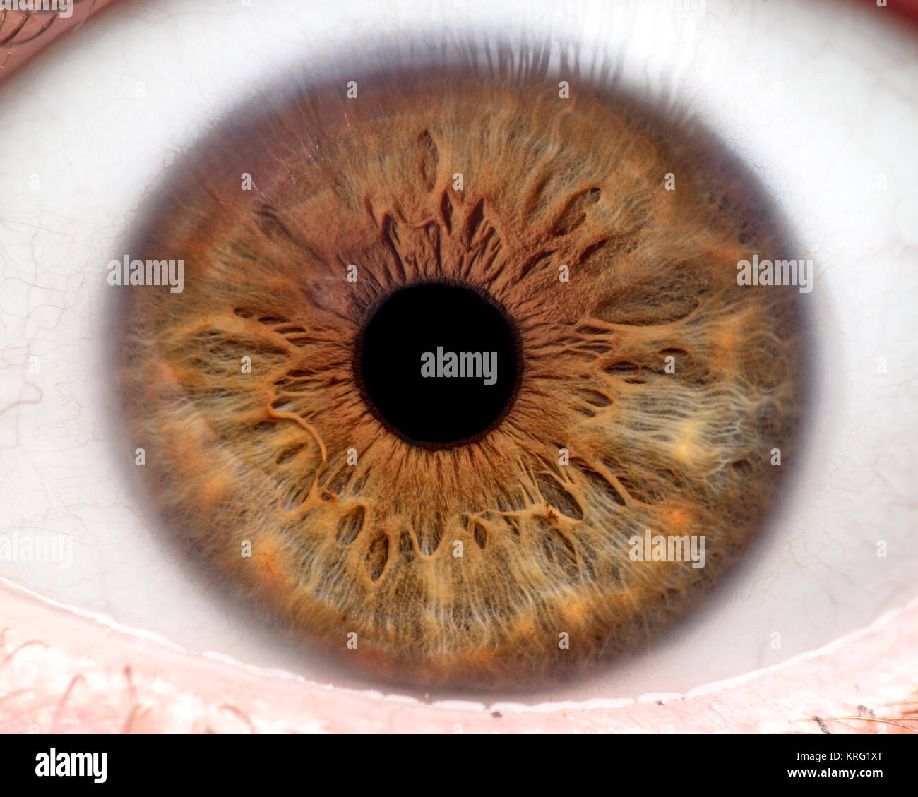 Macro photo of human eye, iris, pupil, eye lashes, eye lids. Stock Photo