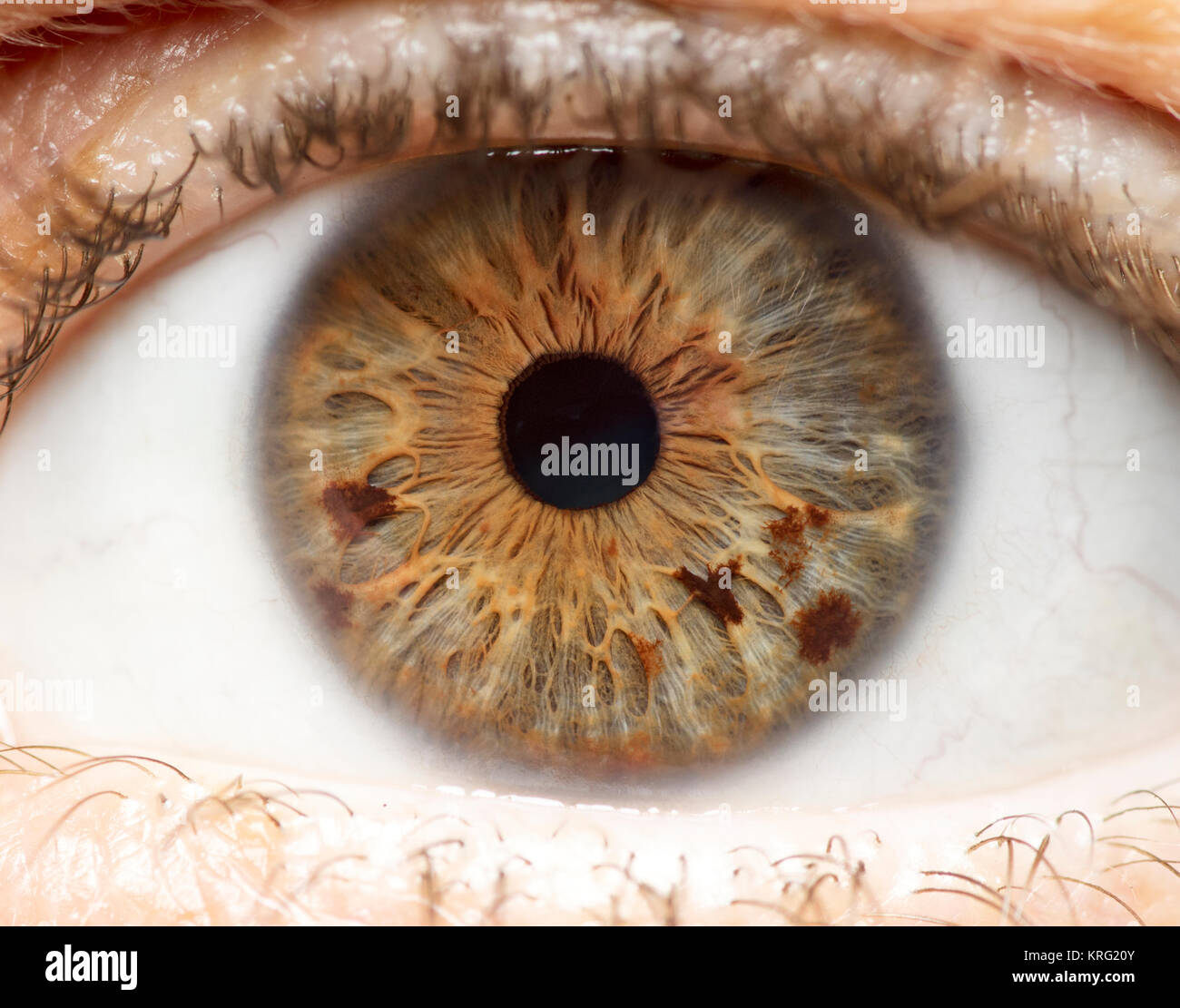 Macro photo of human eye, iris, pupil, eye lashes, eye lids Stock Photo ...