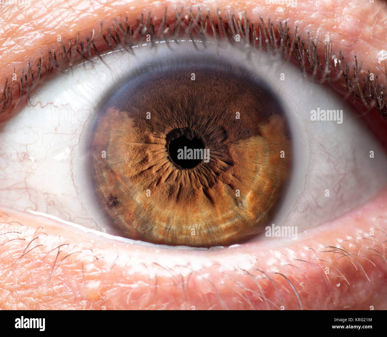 Macro photo of human eye, iris, pupil, eye lashes, eye lids. Stock Photo