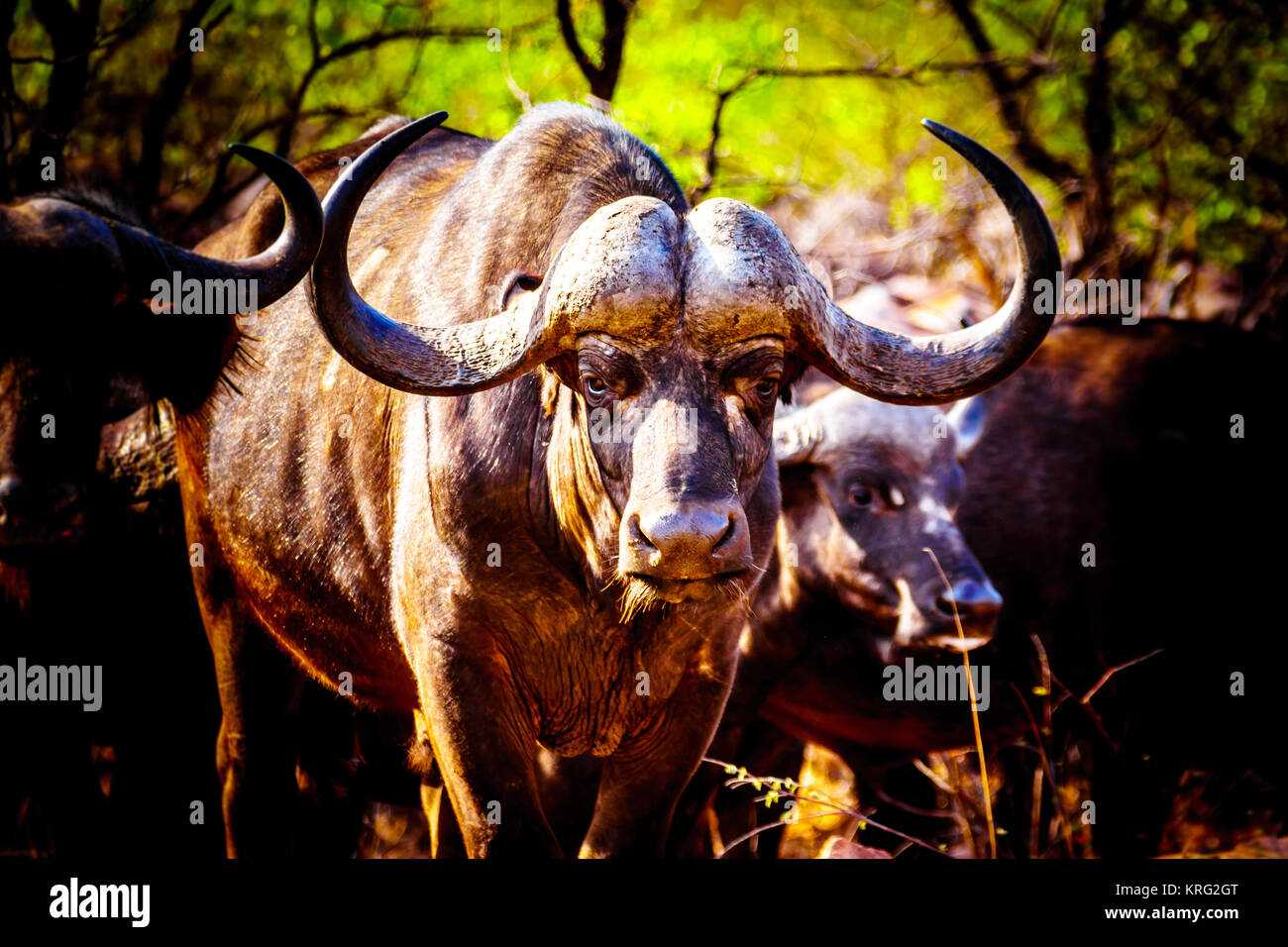 Closeup Portrait of a large Water Buffalo in Kruger National Park in South Africa Stock Photo