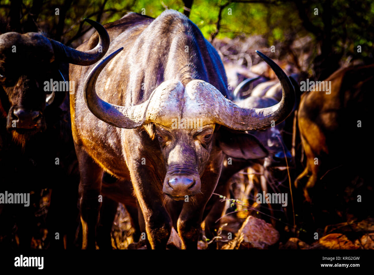 Closeup Portrait of a large Water Buffalo in Kruger National Park in