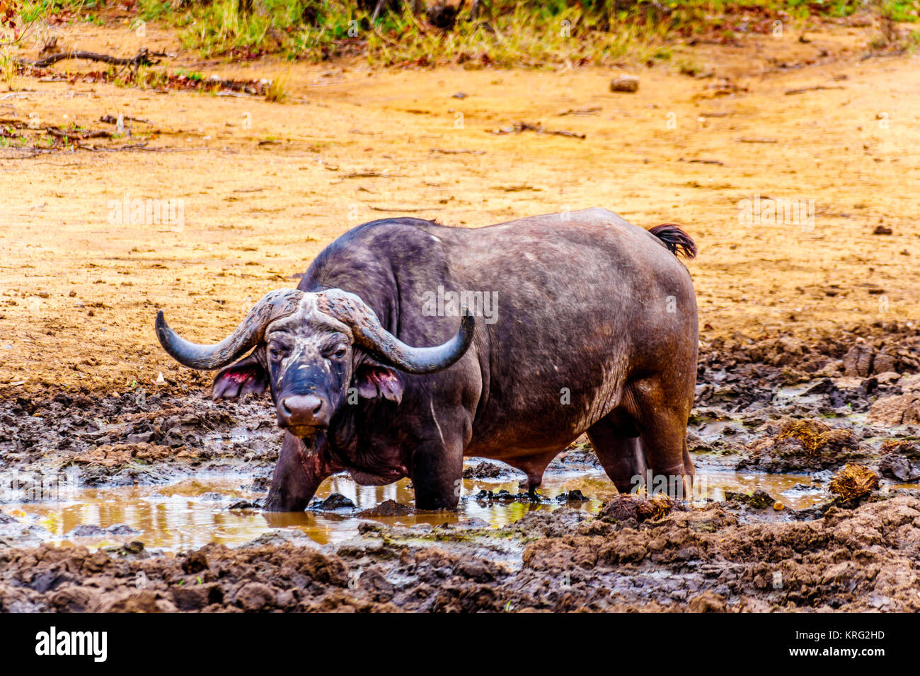 Swamp Water Buffalo standing in a pool of mud in Kruger National Park