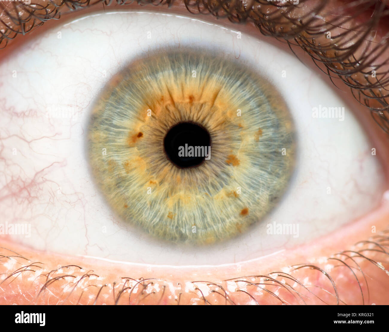 Macro photo of human eye, iris, pupil, eye lashes, eye lids Stock Photo ...