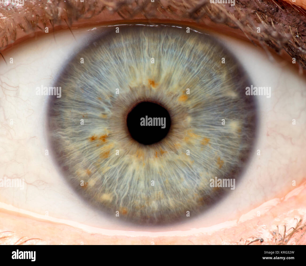 Macro photo of human eye, iris, pupil, eye lashes, eye lids. Stock Photo