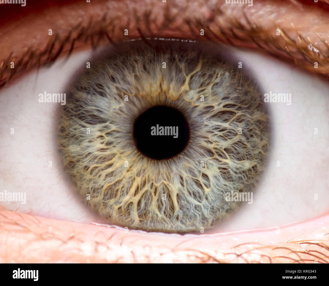 Macro photo of human eye, iris, pupil, eye lashes, eye lids Stock Photo