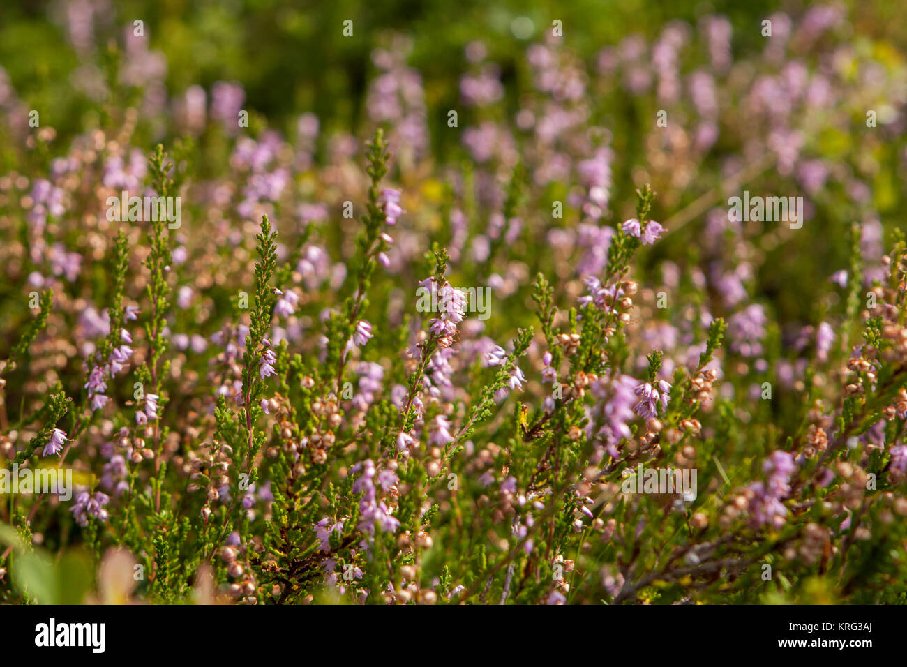 Detail of a flowering heather plant in nordic landscape Stock Photo