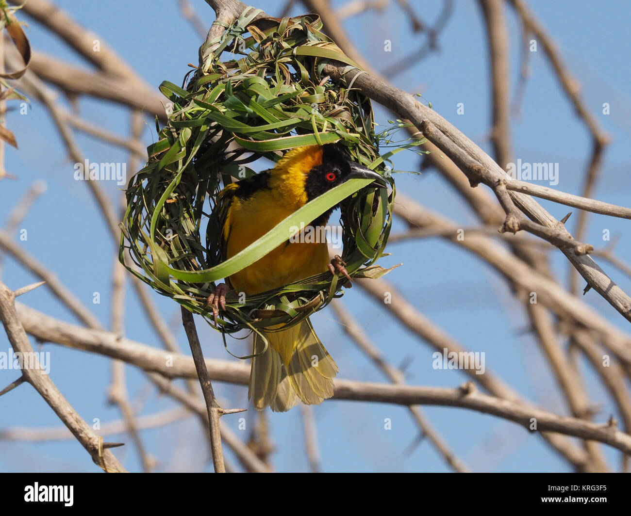 Southern Masked Weaver (Ploceus velatus) builds a nest of grass stalks, Baringo Lake, Kenya Stock Photo