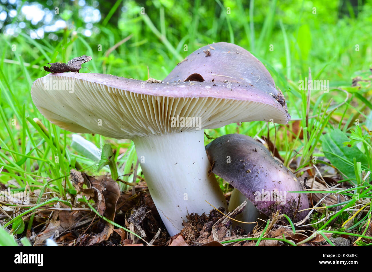 Russula cyanoxantha or Charcoal Burner, one of the best edible Russula