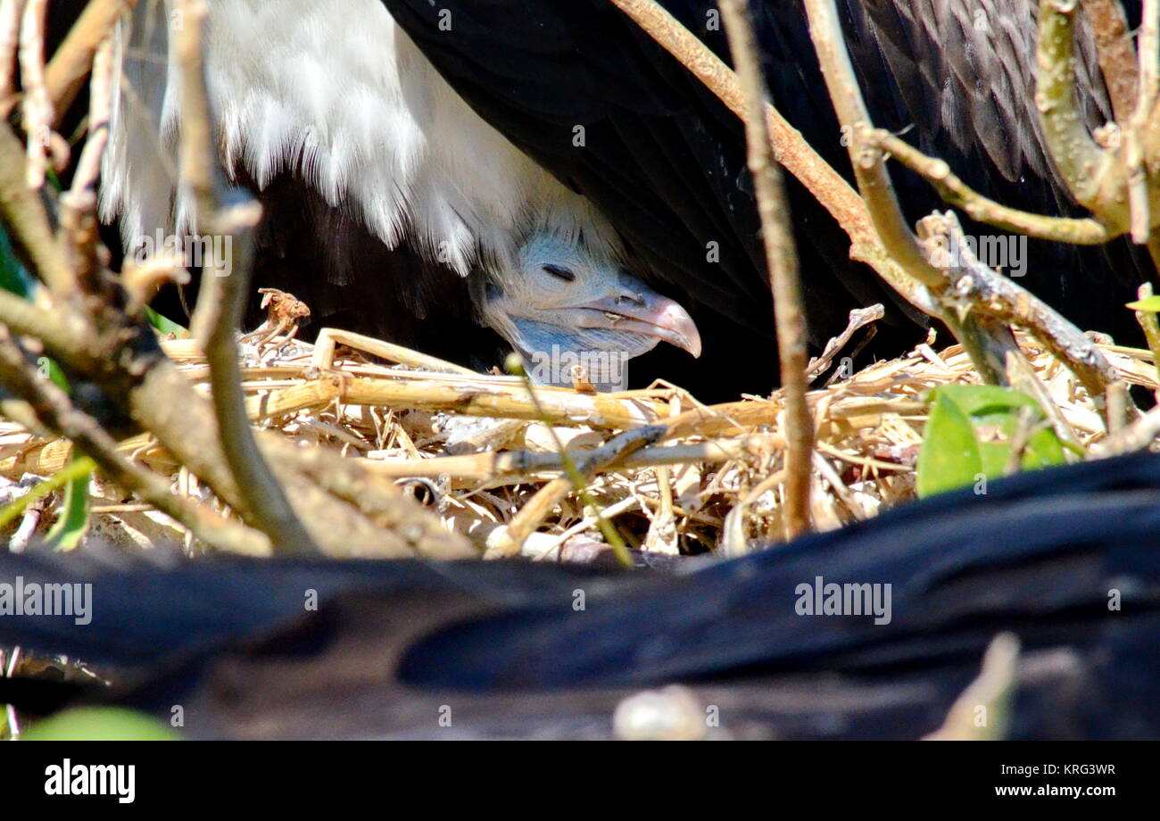 Magnificent Frigatebird (Fregata magnificens) baby in a nest on Isla Isabel, Mexico Stock Photo
