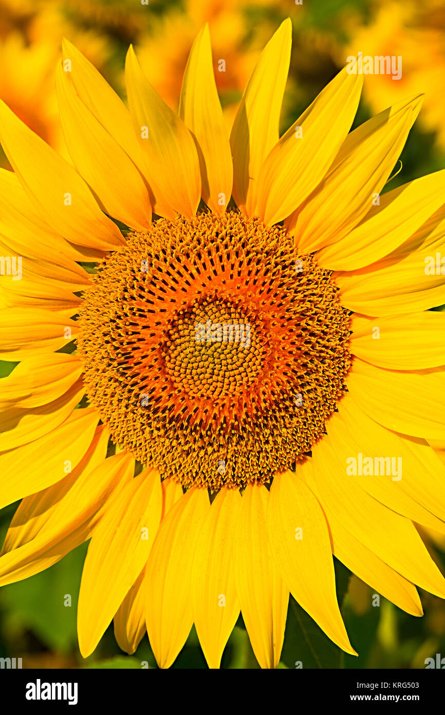 Sunflower leaf close up detail hi-res stock photography and images - Alamy