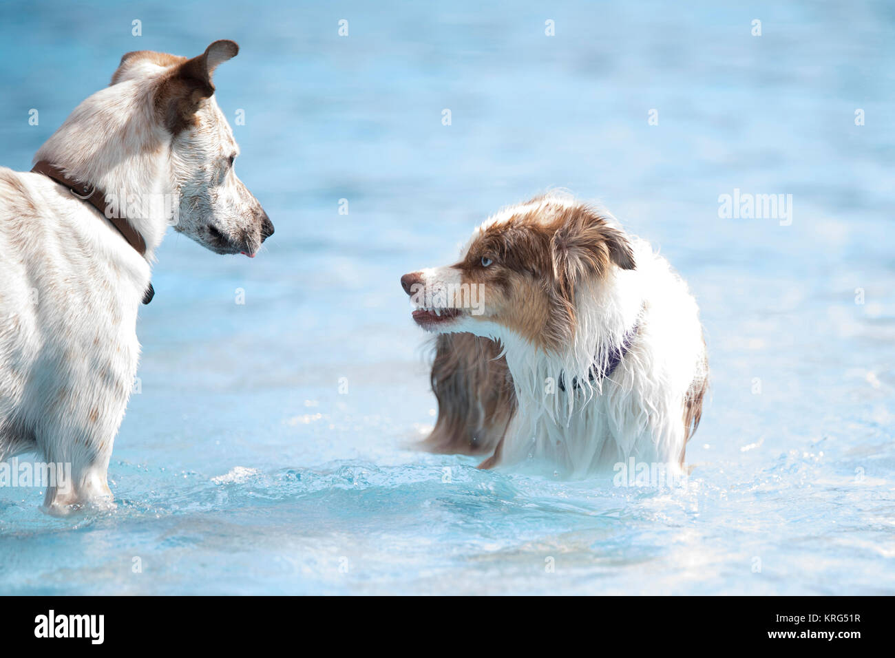 Is Swimming Pool Water Bad For Dogs