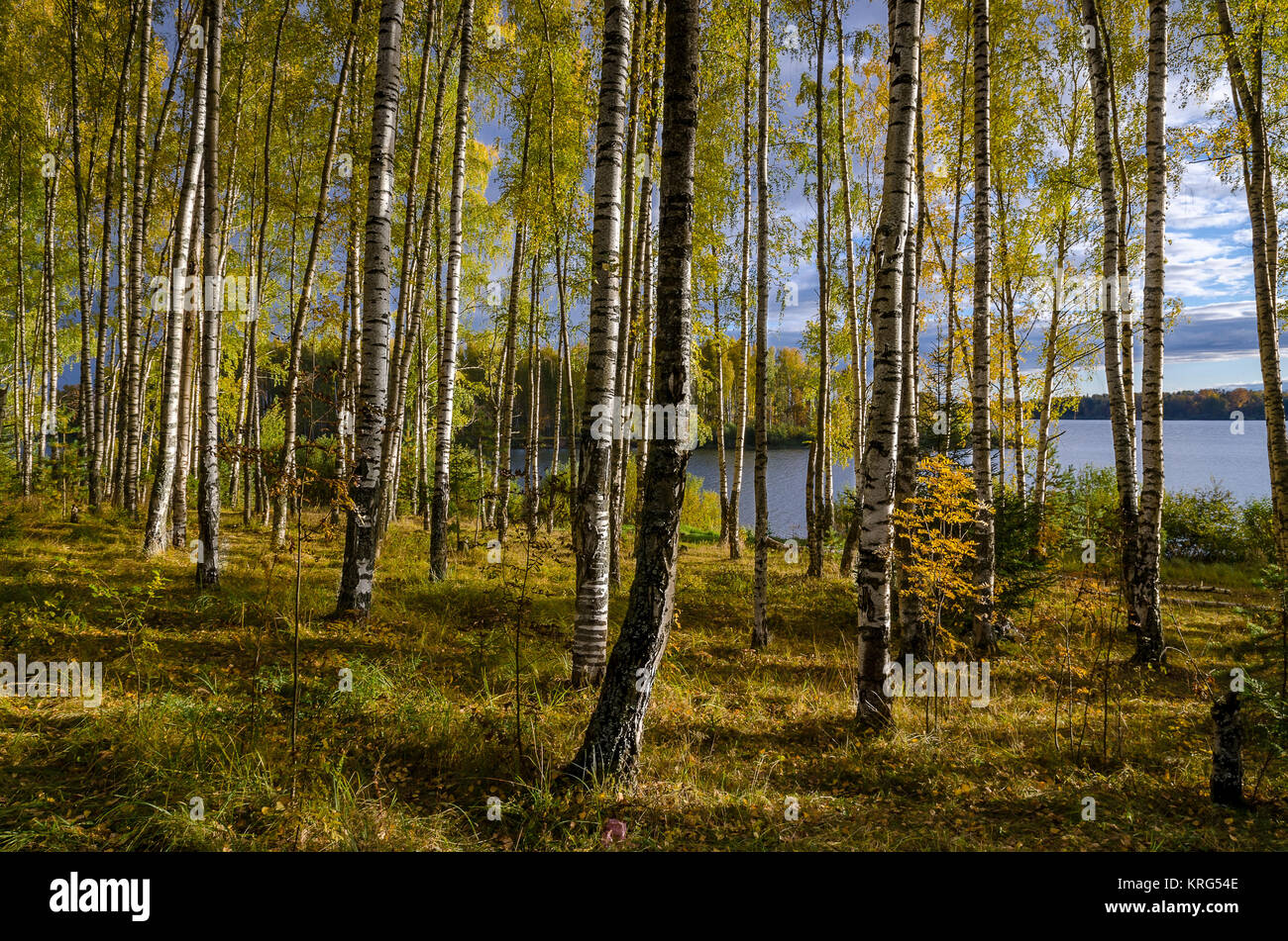 In The Autumn Forest Stock Photo - Alamy