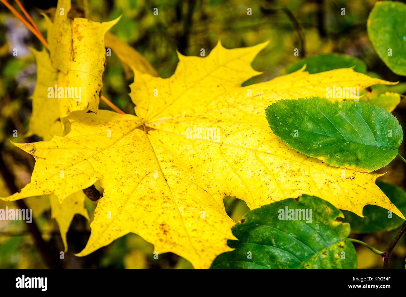In The Autumn Forest Stock Photo - Alamy