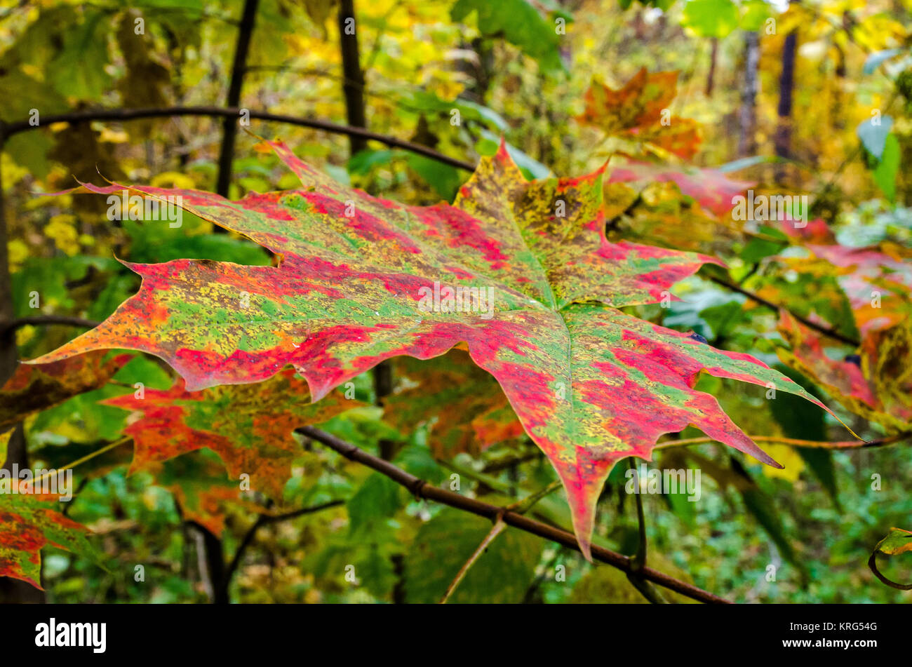 In The Autumn Forest Stock Photo - Alamy