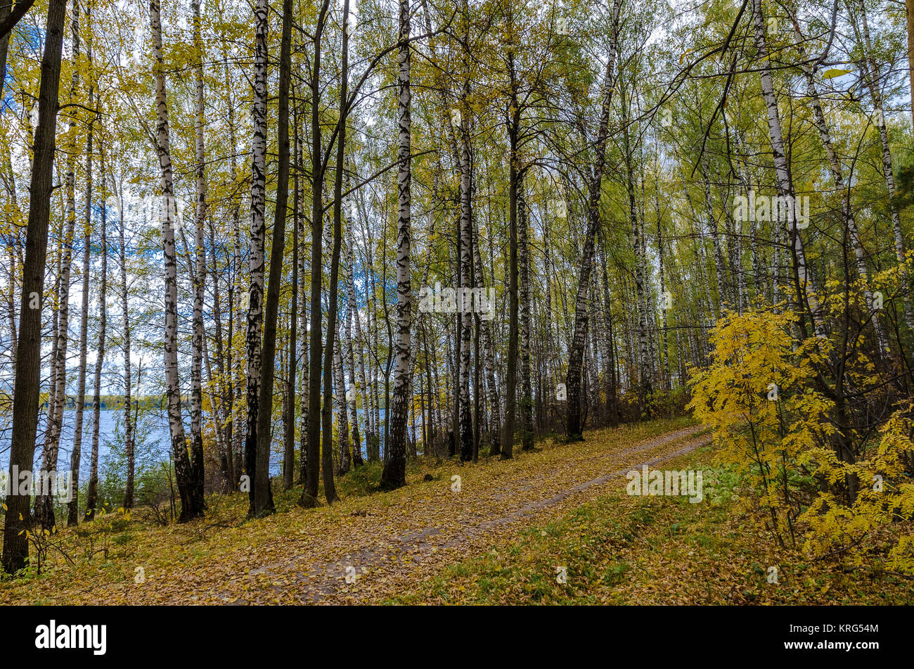 In The Autumn Forest Stock Photo - Alamy