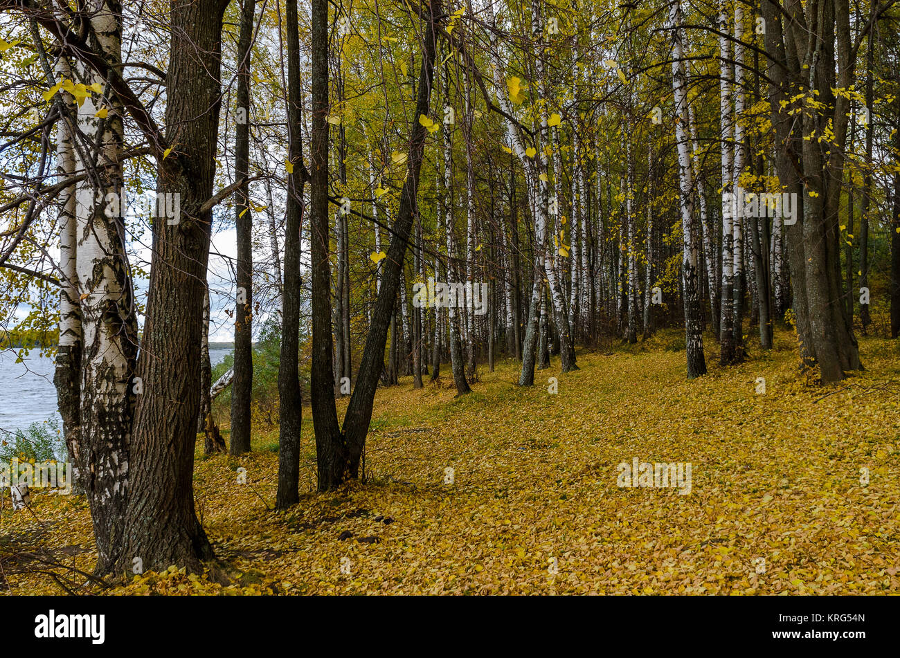 In The Autumn Forest Stock Photo - Alamy