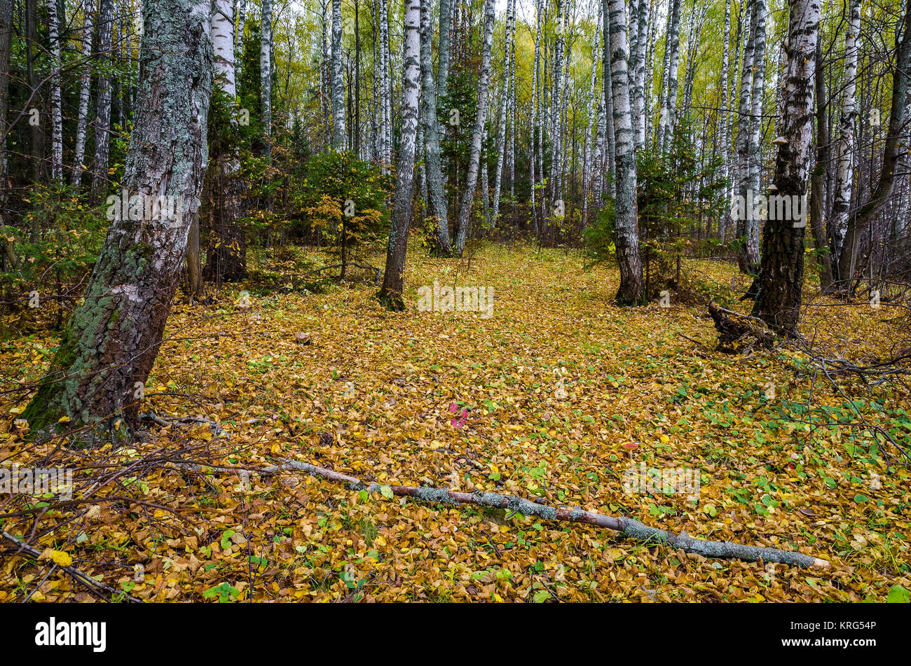 In The Autumn Forest Stock Photo - Alamy