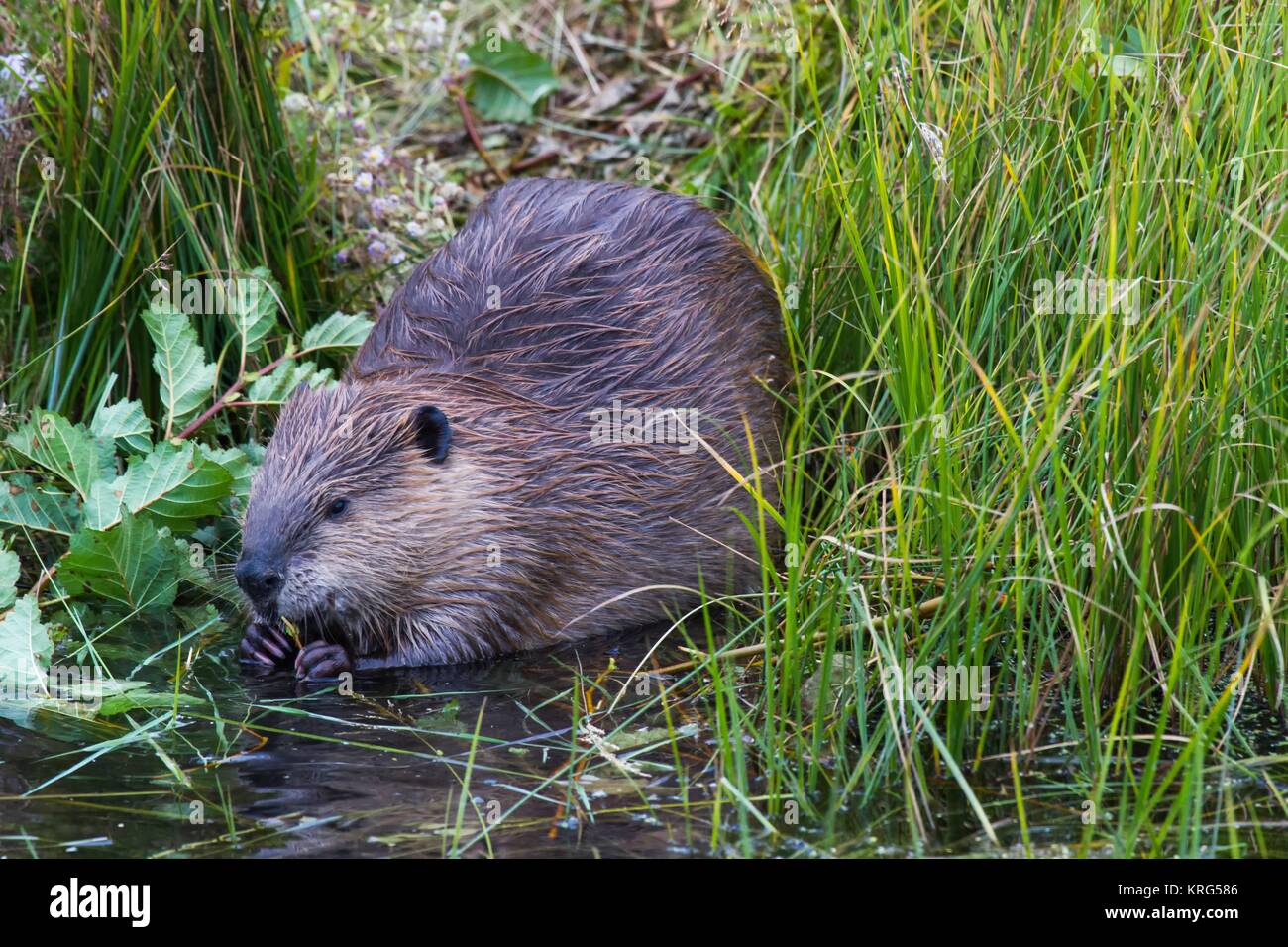Kanadischer biber hi-res stock photography and images - Alamy