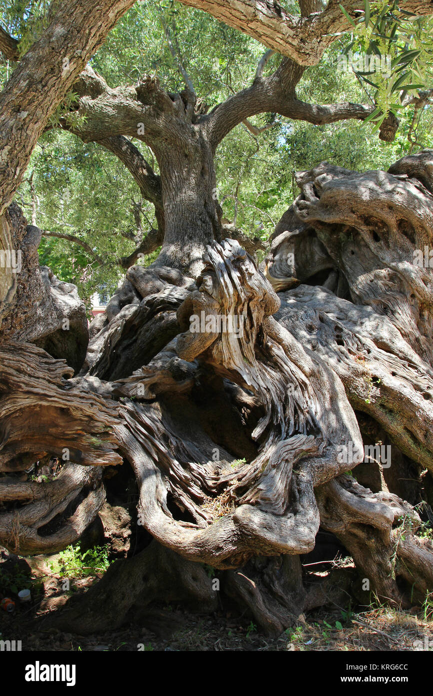 Olivenbaum in Exo Hora, Insel Zakynthos, Griechenland, geschätzte 2000 Jahre alt, wohl einer der ältesten Olivenbäume weltweit. Blick auf den Stamm, welcher sich in tausend Jahren einmal teilen soll, dieser Baum  ist bereits dreistämmig geworden.                                                                                                                                            Frühlings-Buchenwald im Nebel, auf dem Stimm Stamm, 542m, bei Meschede, Hochsauerlandkreis Stock Photo