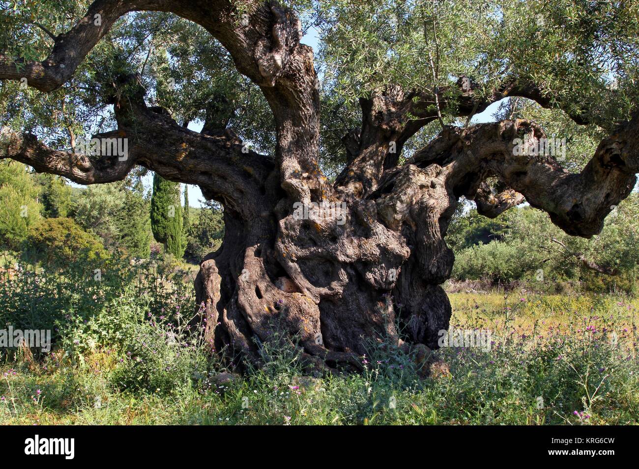 Olivenbaum in Exo Hora, Insel Zakynthos, Griechenland, geschtzte 2000  Jahre alt, wohl einer der ltesten Olivenbume weltweit. Blick auf den  Stamm, welcher sich in tausend Jahren einmal teilen soll, dieser Baum ist