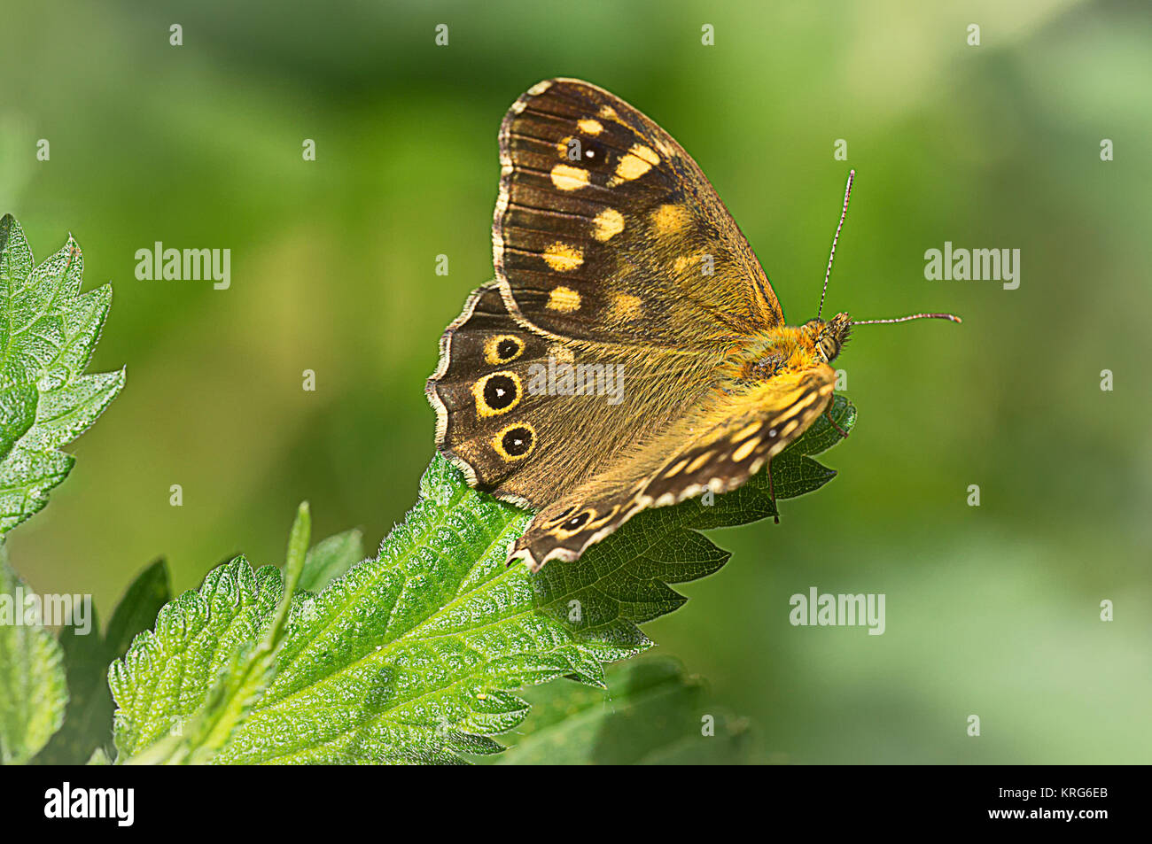 speckled wood Stock Photo