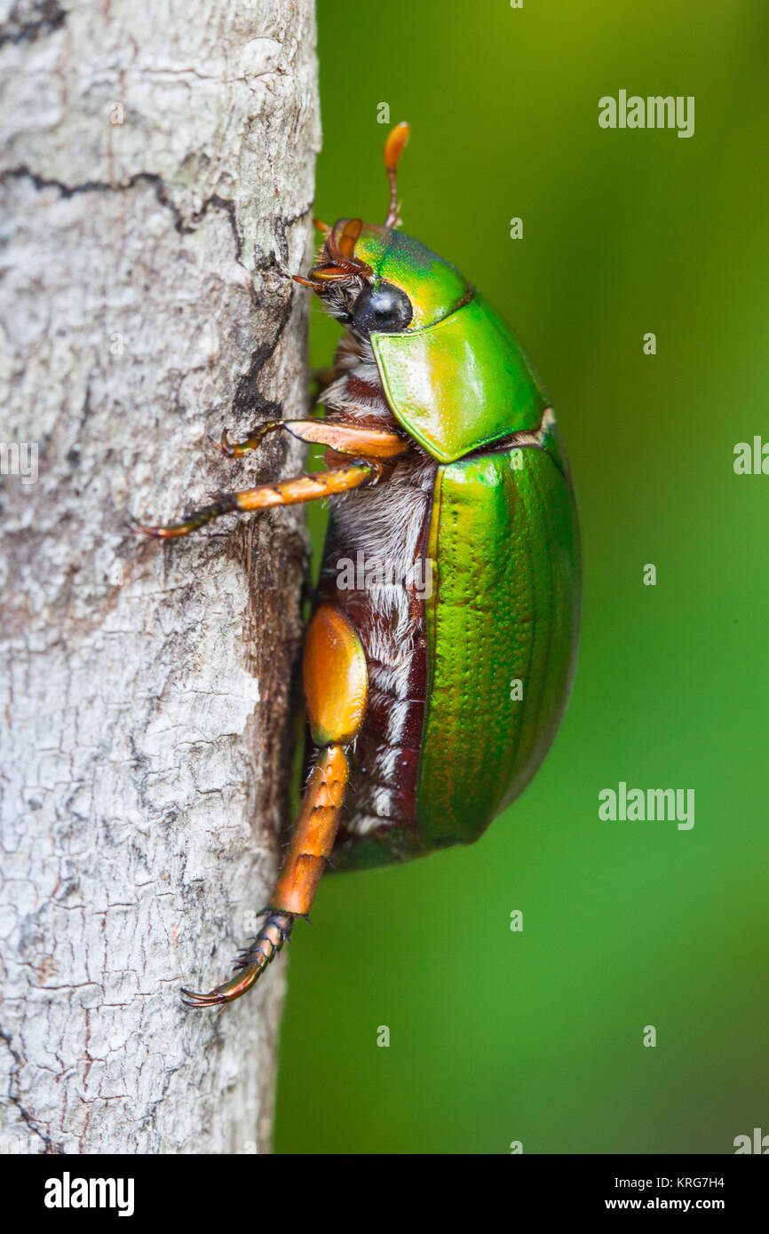 A Christmas Beetle (Anoplognathus smaragdinus) adult Green Scarab Beetle. Cow Bay. Daintree National Park. Queensland. Australia. Stock Photo