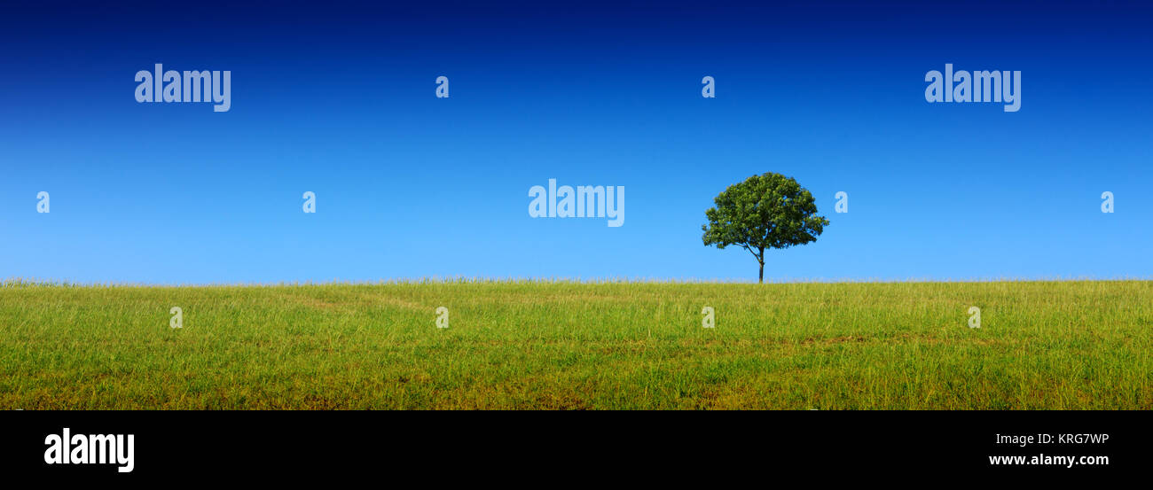 Tree on green field, isolated on blue sky background Stock Photo - Alamy