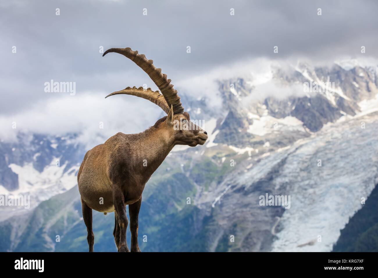 Alpine ibex (Capra ibex) in Mont Blanc, France Stock Photo