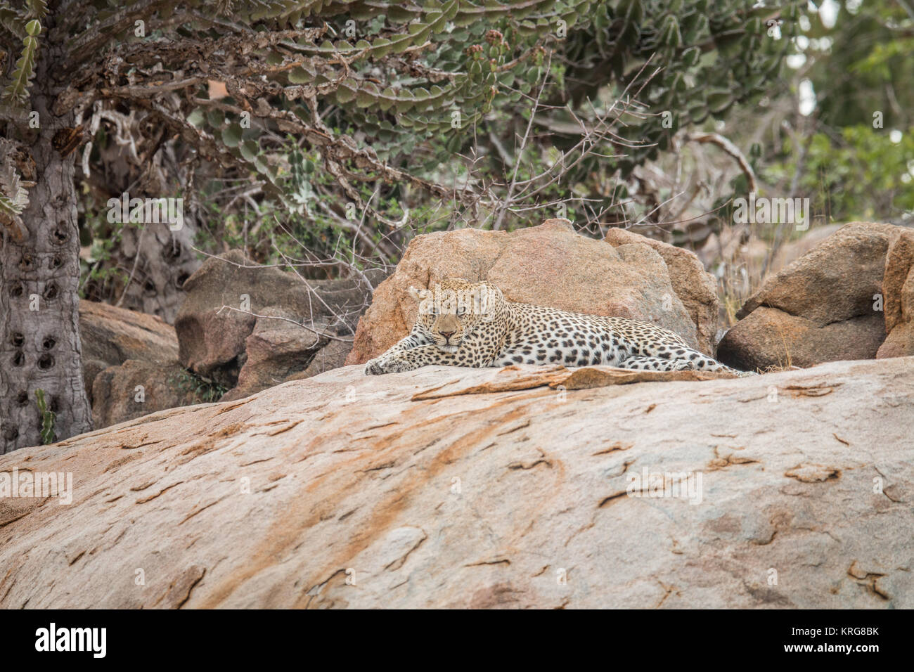 Leopard Crawling Down Rocks Leopard on the rocks Stock Photo - Alamy