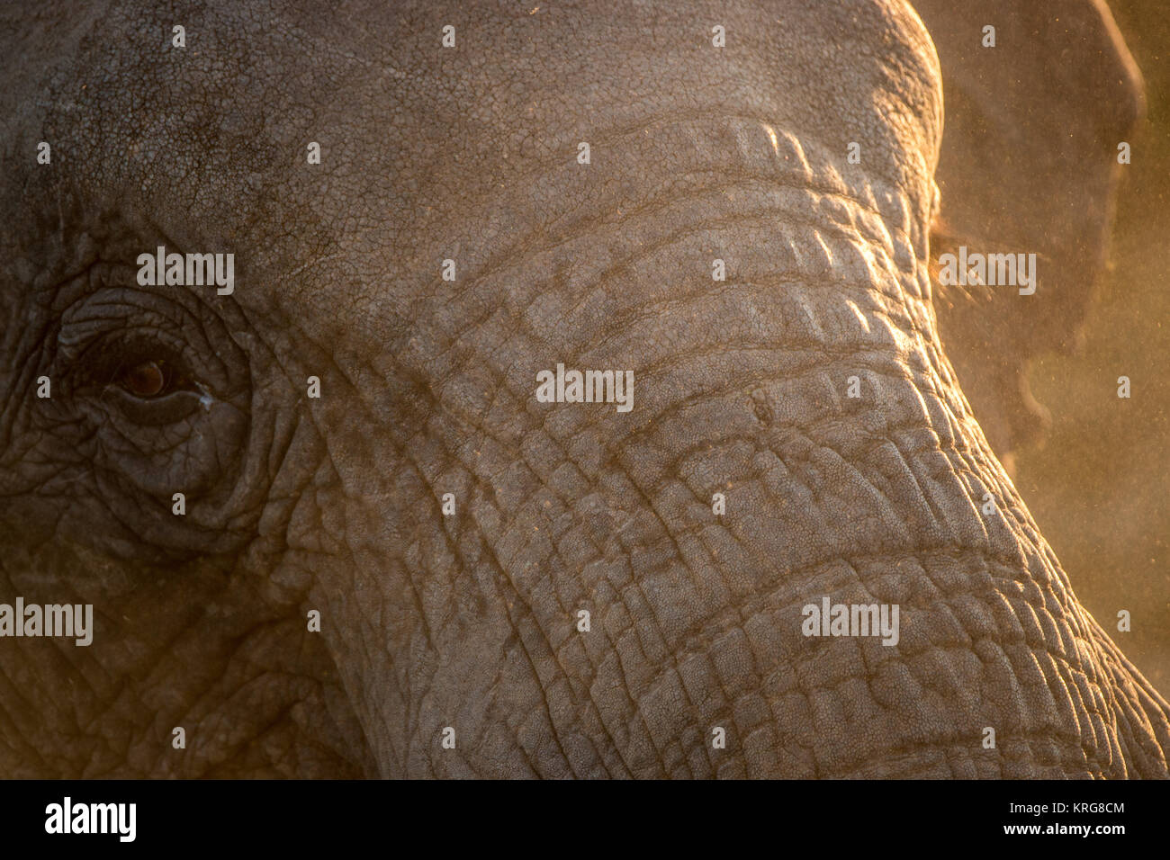 Close up of an Elephant eye. Stock Photo
