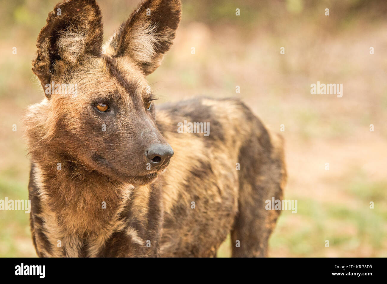 Starring African wild dog Stock Photo - Alamy