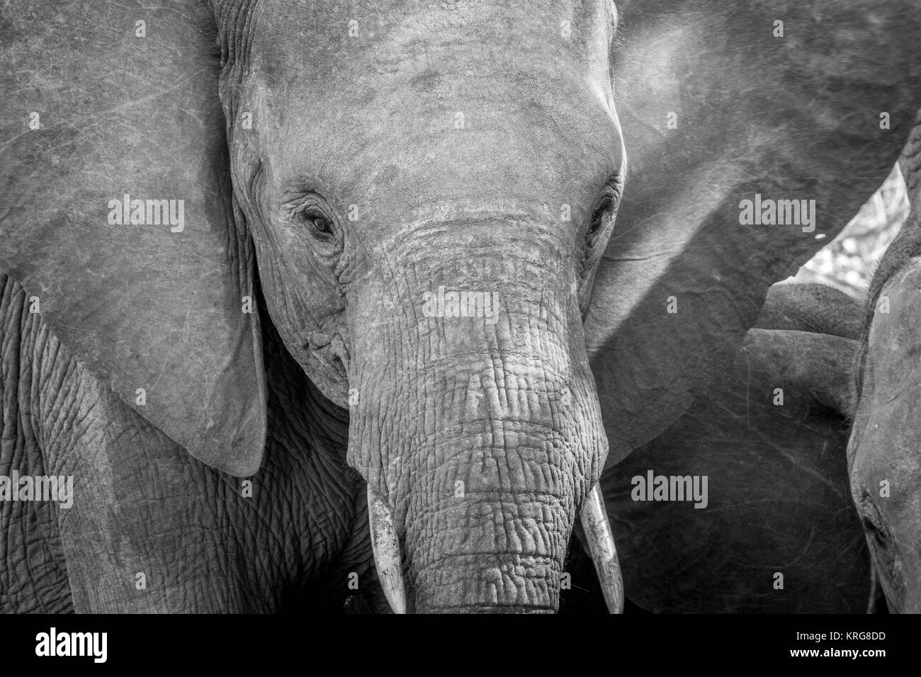 Close up of an Elephant head in black and white. Stock Photo