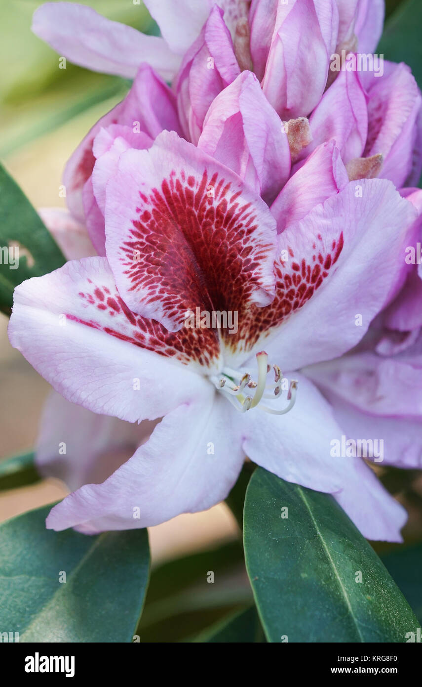 Rhododendron Belami Stock Photo