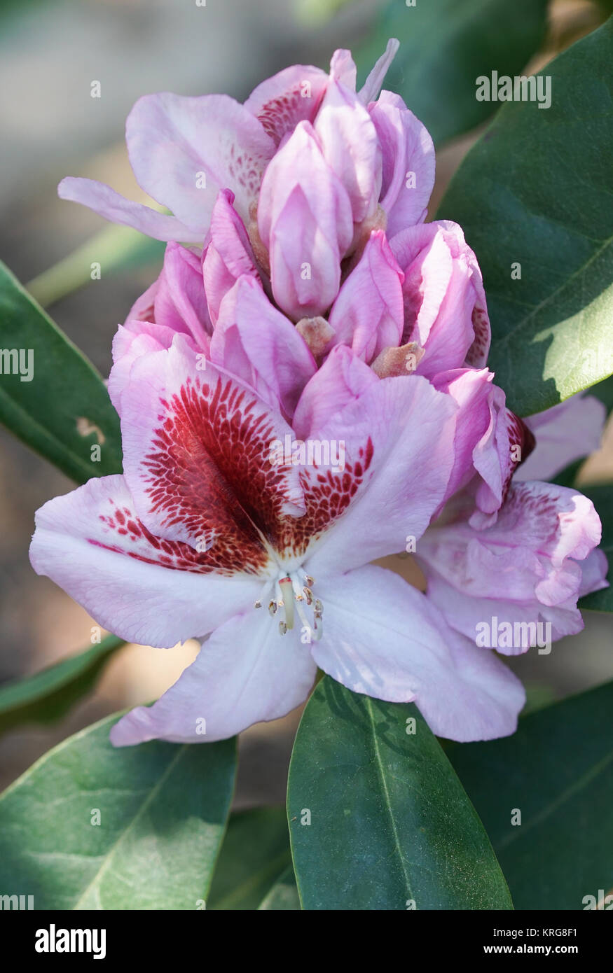 Rhododendron Belami Stock Photo