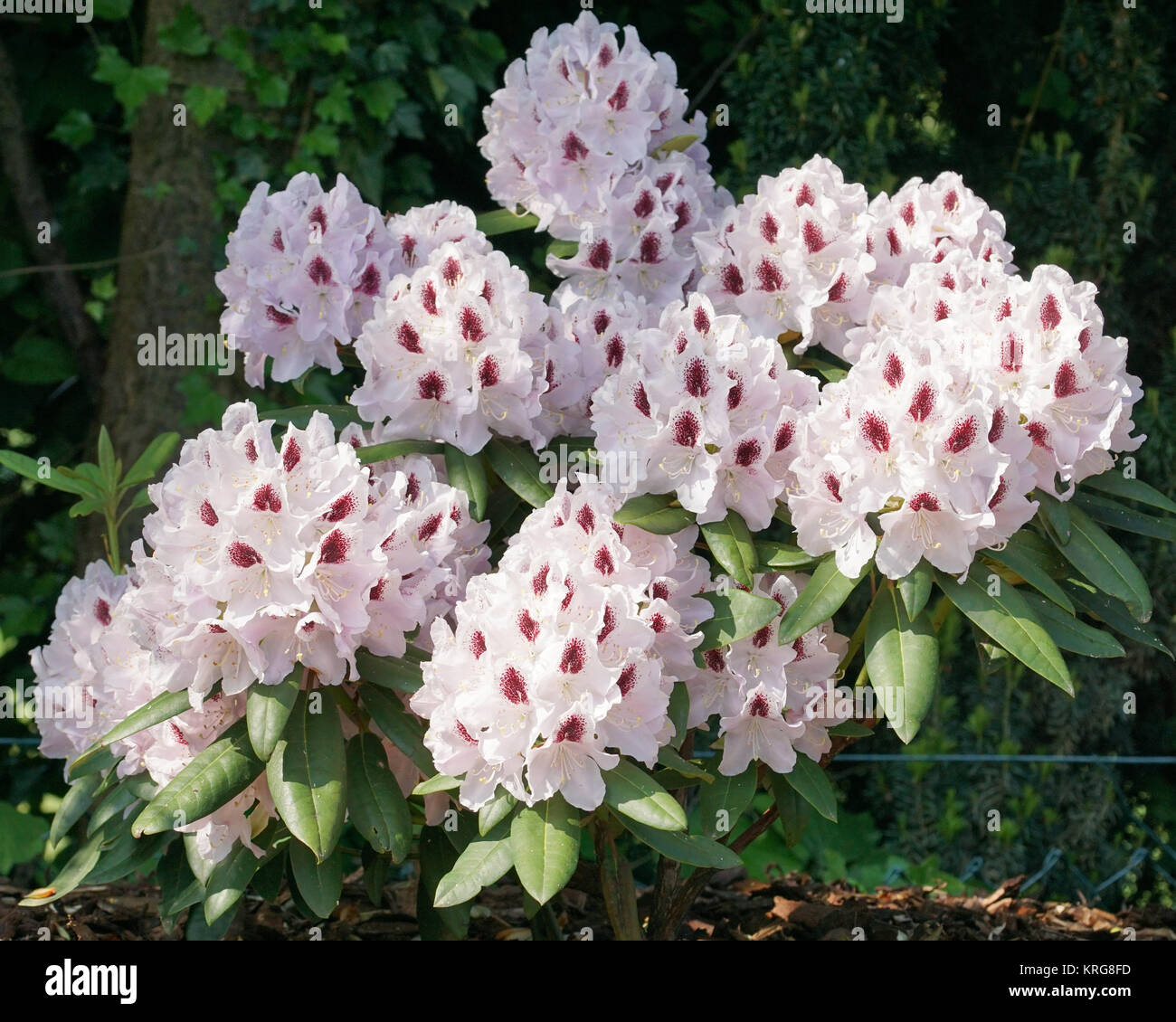 Rhododendron Calsap Stock Photo