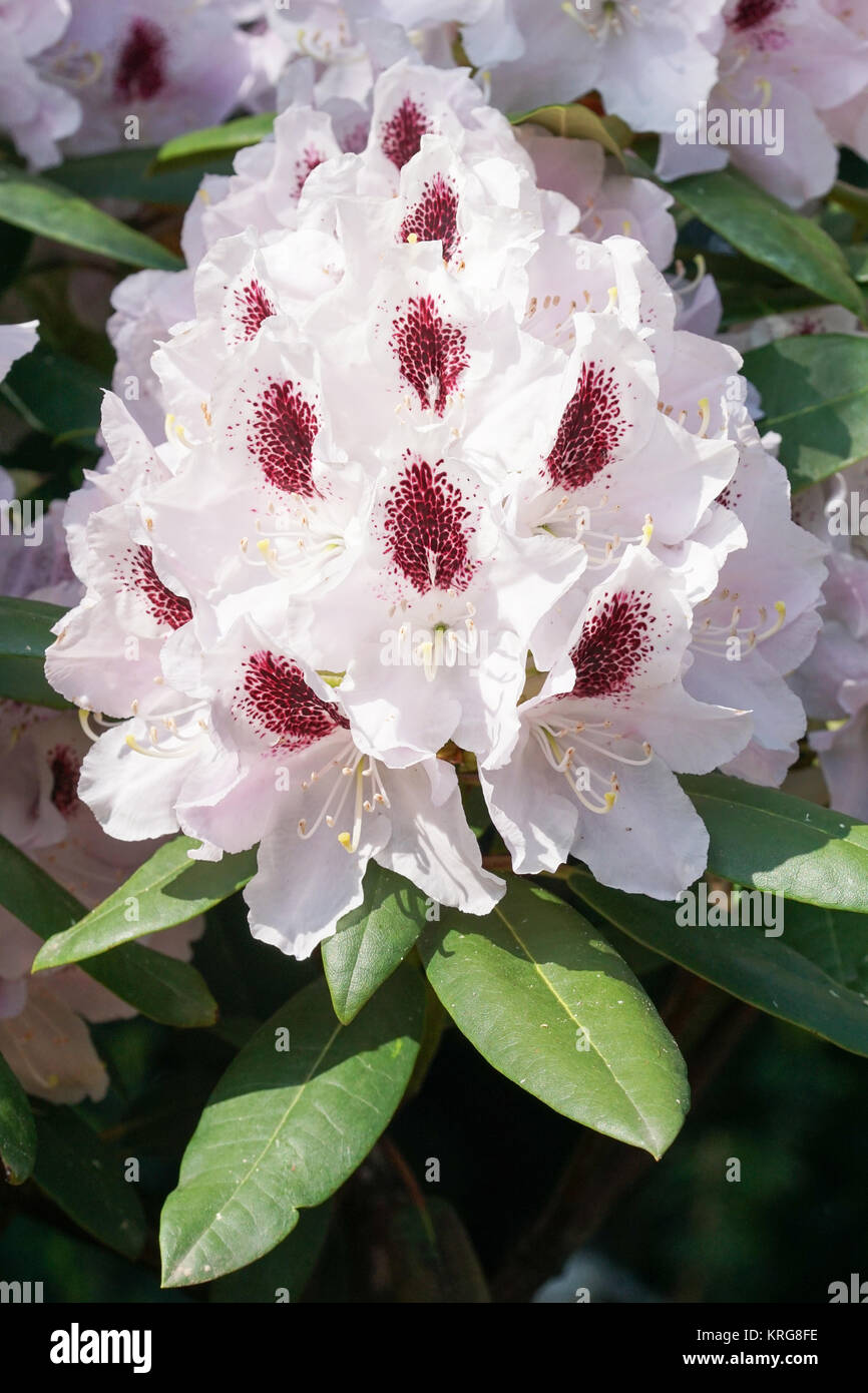 Rhododendron Calsap Stock Photo