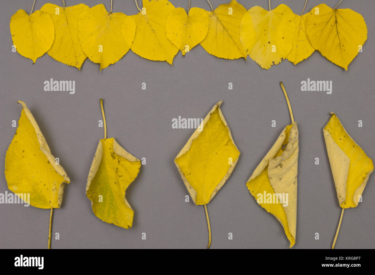 Autumn yellow fallen leaves in rows on grey background Stock Photo - Alamy