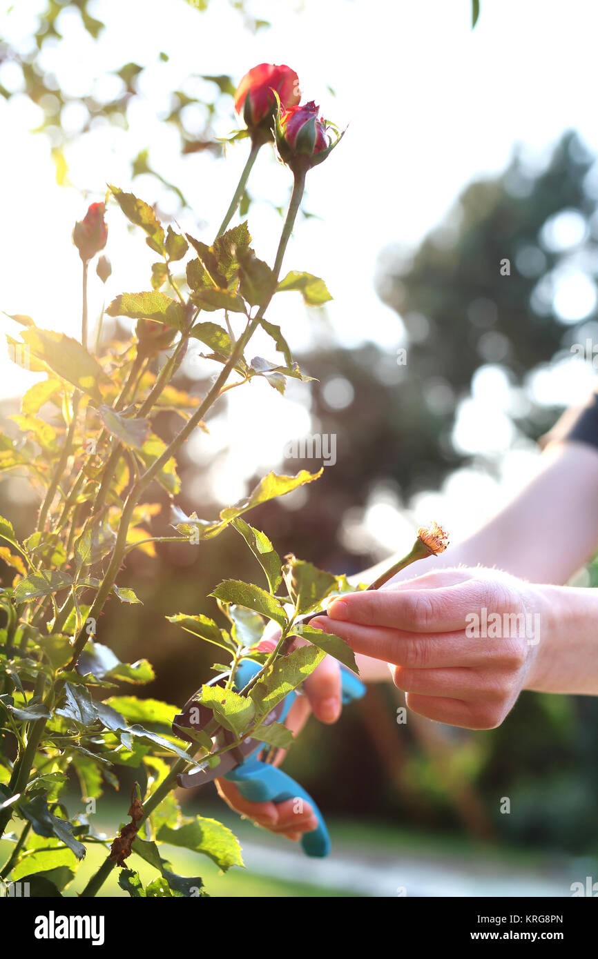 cutting the rose canes. care work in the garden Stock Photo Alamy