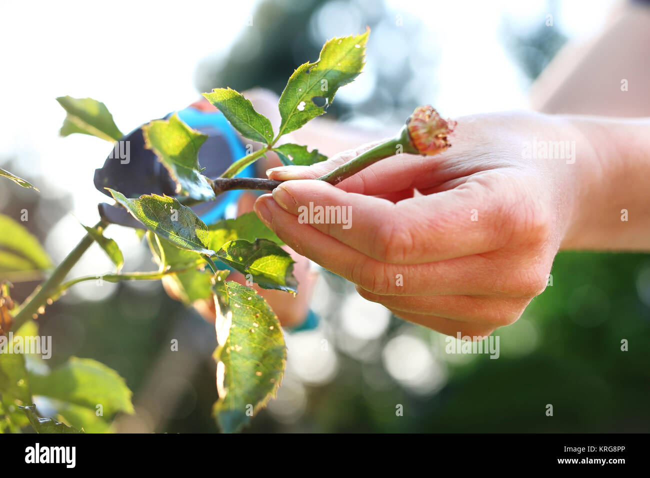 cutting the rose canes. care work in the garden Stock Photo Alamy