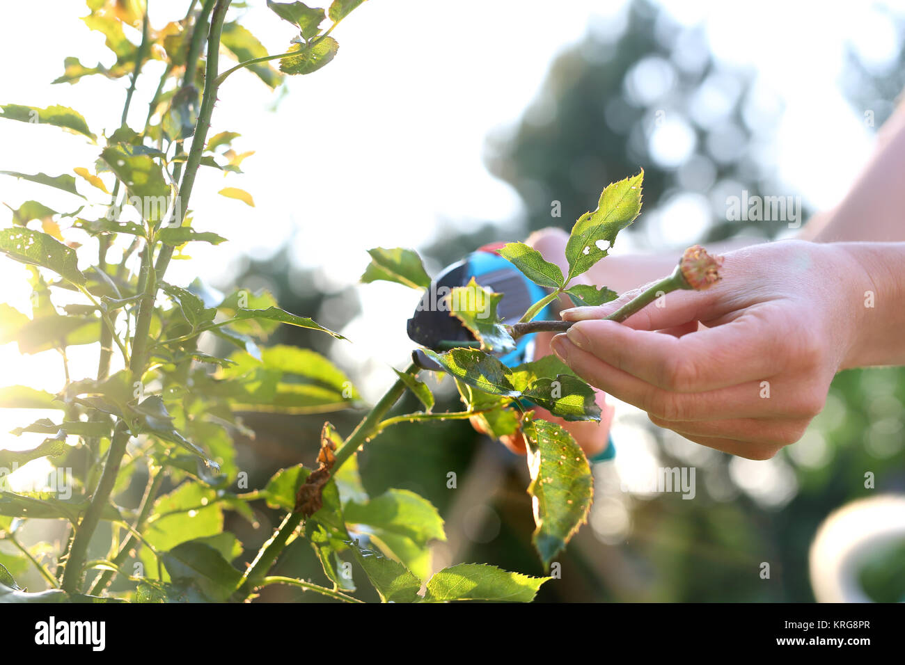 cutting the rose canes. care work in the garden Stock Photo Alamy