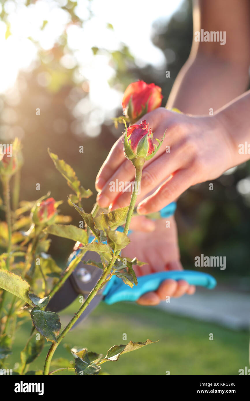 E grandiflora hires stock photography and images Alamy