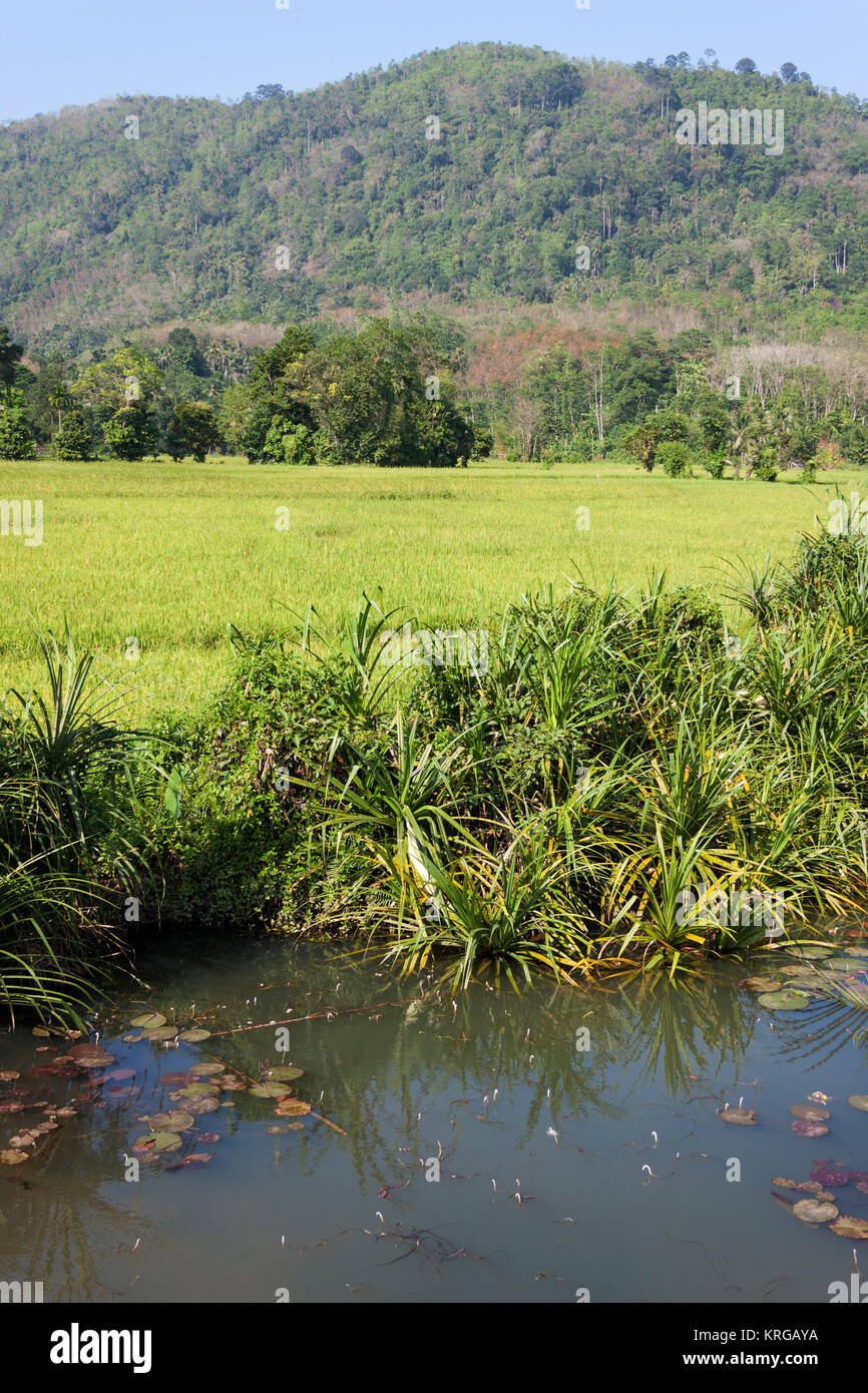 Rice field in Sri Lanka Stock Photo Alamy