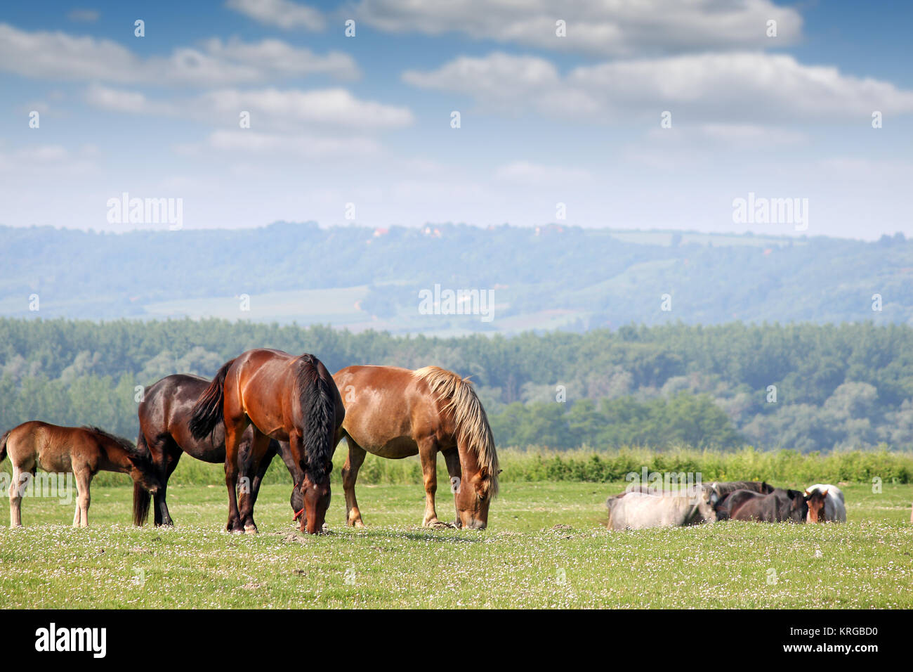 Herd horses on field green hi-res stock photography and images - Alamy