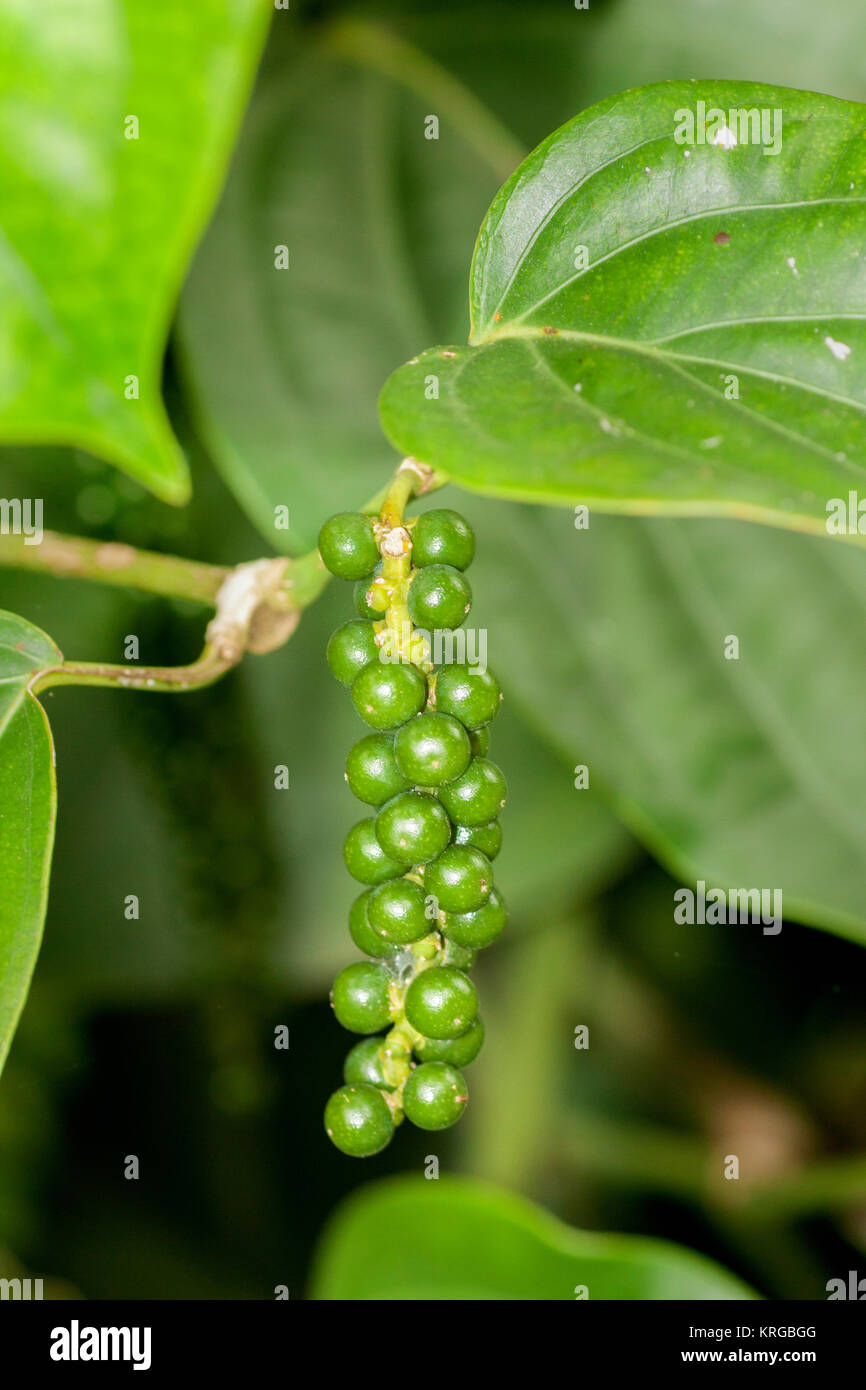 Black Pepper Farming Stock Photos & Black Pepper Farming Stock Images